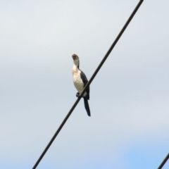 Microcarbo melanoleucos (Little Pied Cormorant) at Bowral, NSW - 15 Dec 2023 by JanHartog