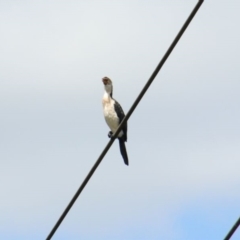 Microcarbo melanoleucos (Little Pied Cormorant) at Bowral - 15 Dec 2023 by JanHartog