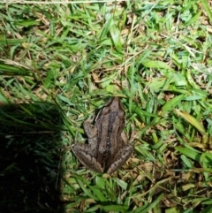 Limnodynastes peronii (Brown-striped Frog) at Kioloa, NSW - 12 Apr 2024 by jpittock