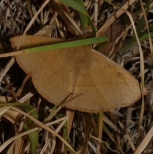 Anthela acuta at Freshwater Creek, VIC - 25 Feb 2024 10:45 PM