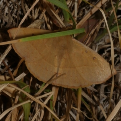 Anthela acuta (Common Anthelid) at WendyM's farm at Freshwater Ck. - 25 Feb 2024 by WendyEM