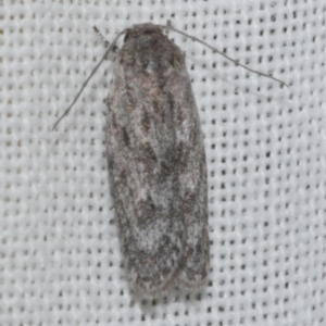 Agriophara undescribed species at Freshwater Creek, VIC - 25 Feb 2024 10:59 PM