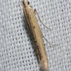 Batrachedra (genus) (The single genus of family Batrachedridae) at Freshwater Creek, VIC - 25 Feb 2024 by WendyEM