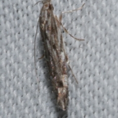 Trachydora (genus) (A Gelechioid moth) at WendyM's farm at Freshwater Ck. - 25 Feb 2024 by WendyEM