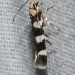 Limnaecia camptosema (Cosmopterigid) at WendyM's farm at Freshwater Ck. - 25 Feb 2024 by WendyEM