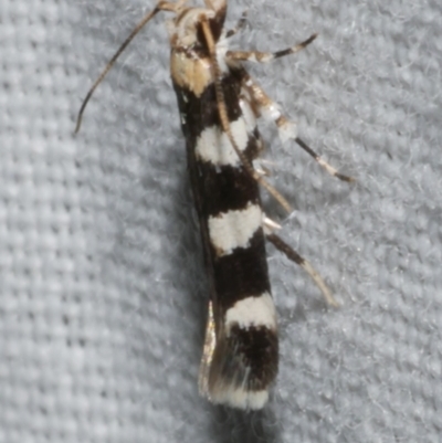 Limnaecia camptosema (Cosmopterigid) at Freshwater Creek, VIC - 25 Feb 2024 by WendyEM