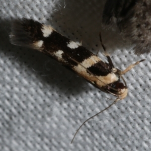 Macrobathra bigerella at Freshwater Creek, VIC - 26 Feb 2024