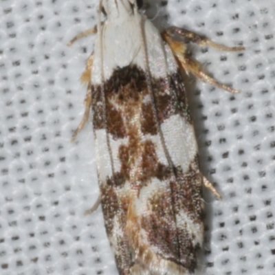 Ardozyga abruptella (A Gelechioid moth) at WendyM's farm at Freshwater Ck. - 25 Feb 2024 by WendyEM