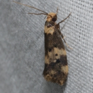 Sphyrelata amotella at Freshwater Creek, VIC - 26 Feb 2024 01:31 AM