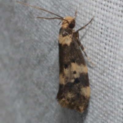 Sphyrelata amotella (A Concealer moth) at WendyM's farm at Freshwater Ck. - 25 Feb 2024 by WendyEM