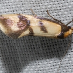 Olbonoma triptycha (Chezela Group) at Freshwater Creek, VIC - 25 Feb 2024 by WendyEM