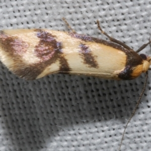 Olbonoma triptycha at Freshwater Creek, VIC - 25 Feb 2024 10:06 PM