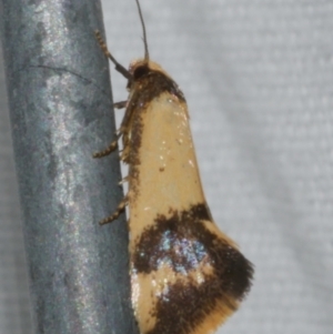 Olbonoma triptycha at Freshwater Creek, VIC - 25 Feb 2024