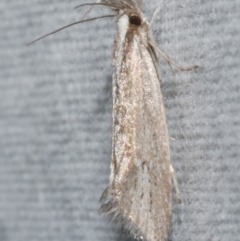 Prepalla tephrina (A Concealer moth (Chezala Group)) at WendyM's farm at Freshwater Ck. - 25 Feb 2024 by WendyEM