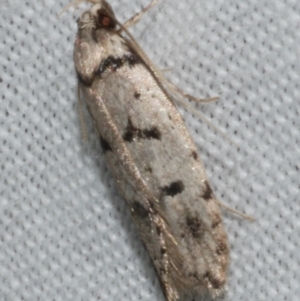 Scatochresis sp1 at Freshwater Creek, VIC - 25 Feb 2024