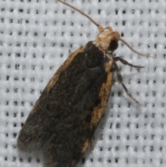 Hoplostega ochroma (a Eulechria Group moth) at WendyM's farm at Freshwater Ck. - 25 Feb 2024 by WendyEM