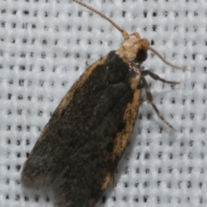 Hoplostega ochroma at Freshwater Creek, VIC - 25 Feb 2024