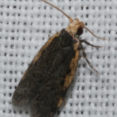 Hoplostega ochroma (a Eulechria Group moth) at WendyM's farm at Freshwater Ck. - 25 Feb 2024 by WendyEM