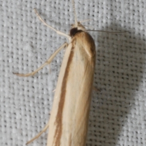 Palimmeces pseudomorpha at Freshwater Creek, VIC - 26 Feb 2024 01:14 AM