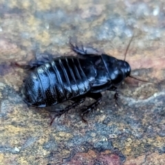 Panesthia australis (Common wood cockroach) at Acton, ACT - 11 Apr 2024 by HelenCross