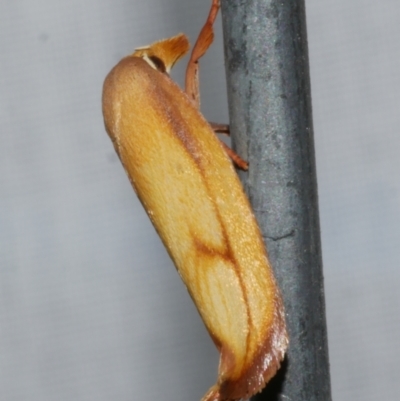 Wingia aurata (Golden Leaf Moth (Wingia group)) at Freshwater Creek, VIC - 25 Feb 2024 by WendyEM