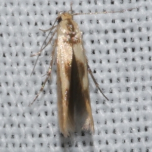 Stathmopoda lethonoa at Freshwater Creek, VIC - 25 Feb 2024