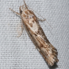 Clerarcha dryinopa (Xyloryctidae) at Freshwater Creek, VIC - 25 Feb 2024 by WendyEM