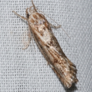 Clerarcha dryinopa at Freshwater Creek, VIC - 25 Feb 2024