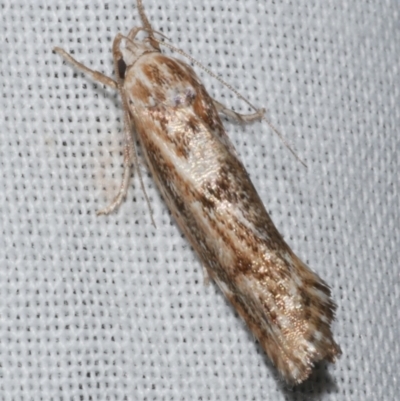 Clerarcha dryinopa (Xyloryctidae) at Freshwater Creek, VIC - 25 Feb 2024 by WendyEM