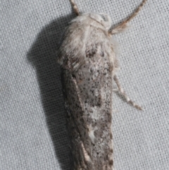 Cryptophasa irrorata (A Gelechioid moth (Xyloryctidae)) at WendyM's farm at Freshwater Ck. - 25 Feb 2024 by WendyEM