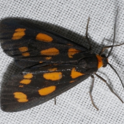 Asura cervicalis (Spotted Lichen Moth) at Freshwater Creek, VIC - 25 Feb 2024 by WendyEM