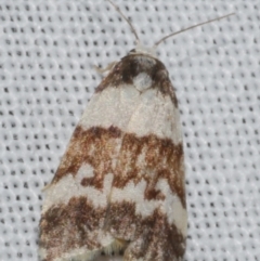 Halone sejuncta (Variable Halone) at Freshwater Creek, VIC - 25 Feb 2024 by WendyEM