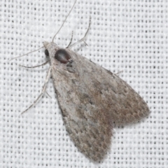 Nola pleurosema (Plain Tuft-moth) at WendyM's farm at Freshwater Ck. - 25 Feb 2024 by WendyEM