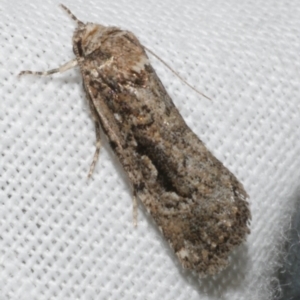 Thoracolopha sp(2)MoV at Freshwater Creek, VIC - 25 Feb 2024