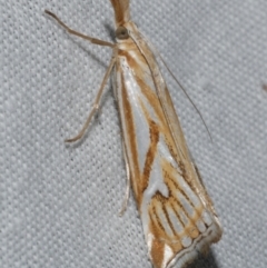 Hednota pleniferellus (A Grass moth) at WendyM's farm at Freshwater Ck. - 25 Feb 2024 by WendyEM