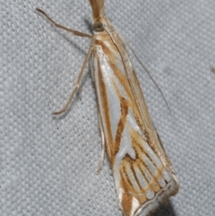 Hednota pleniferellus (A Grass moth (Crambinae) at Freshwater Creek, VIC - 25 Feb 2024 by WendyEM