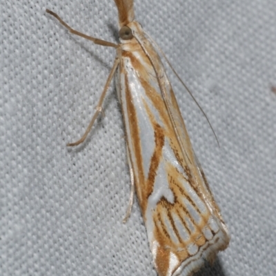Hednota pleniferellus (A Grass moth (Crambinae) at Freshwater Creek, VIC - 25 Feb 2024 by WendyEM