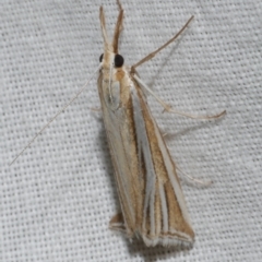 Hednota relatalis (A Crambid moth) at WendyM's farm at Freshwater Ck. - 25 Feb 2024 by WendyEM