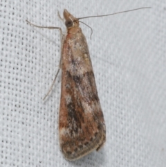 Achyra affinitalis (Cotton Web Spinner) at Freshwater Creek, VIC - 26 Feb 2024 by WendyEM