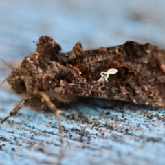 Ctenoplusia limbirena (Scar Bank Gem (Plusiinae)) at Moruya, NSW - 12 Apr 2024 by LisaH