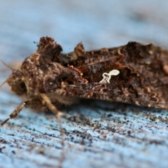 Ctenoplusia limbirena (Scar Bank Gem) at Moruya, NSW - 12 Apr 2024 by LisaH