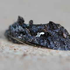 Ctenoplusia limbirena at Moruya, NSW - 12 Apr 2024