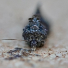 Ctenoplusia limbirena at Moruya, NSW - suppressed