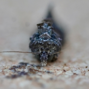 Ctenoplusia limbirena at Moruya, NSW - 12 Apr 2024