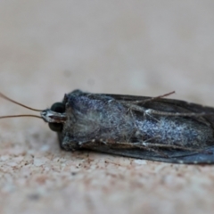 Ctenoplusia limbirena at Moruya, NSW - suppressed