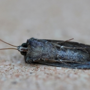 Ctenoplusia limbirena at Moruya, NSW - 12 Apr 2024