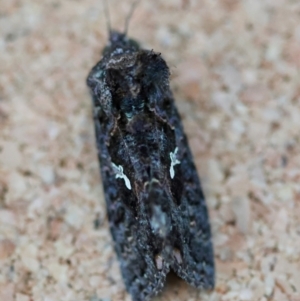 Ctenoplusia limbirena at Moruya, NSW - 12 Apr 2024