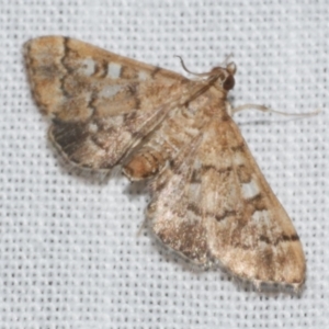 Nacoleia rhoeoalis at WendyM's farm at Freshwater Ck. - 25 Feb 2024