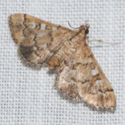 Nacoleia rhoeoalis (A Crambid moth (Spilomelinae) at Freshwater Creek, VIC - 25 Feb 2024 by WendyEM