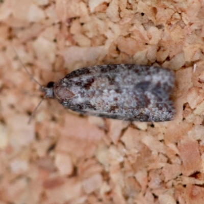 Capua dura (A Tortricid moth) at Broulee Moruya Nature Observation Area - 12 Apr 2024 by LisaH